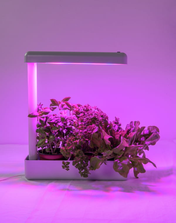 Airam Herby plante lampe, 10W/840, 650 lm