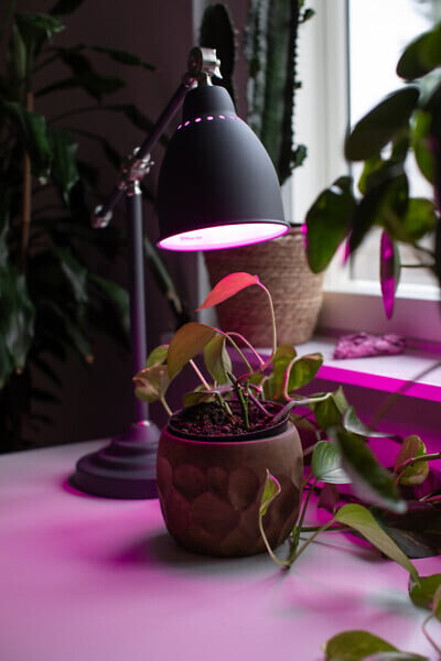 Airam LED plantelampe, E27, klar, filament 180 lm