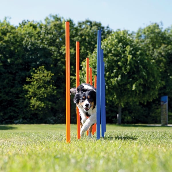 TRIXIE 3206, Koira, Agilityvälinepakkaus, Sininen, Oranssi, 1150 mm, 3 cm, 12 kpl