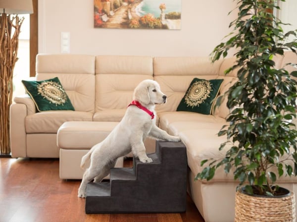 HOBBYDOG LARGE STAIRS SAVOY BLACK 40CM HIGH