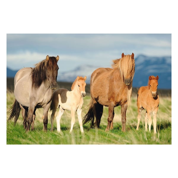 Schmidt Spiele Puzzle 200 Horses - familiebilde G3