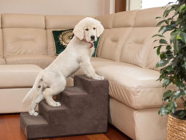 HOBBYDOG LARGE STAIRS SAVOY BROWN 40CM HIGH