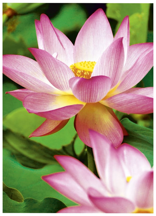 Fotopapper Avery Premium Inkjet glansigt - vitt - A4 (210 x 297 mm) - 300 g/m² - 15 ark