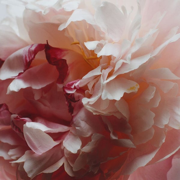 Jo Malone Peony & Blush Suede EDC W 100 ml