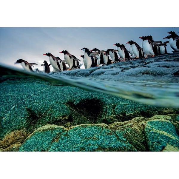Clementoni puslespill National Geographic Pingvin 1000 brikker, 50*70cm