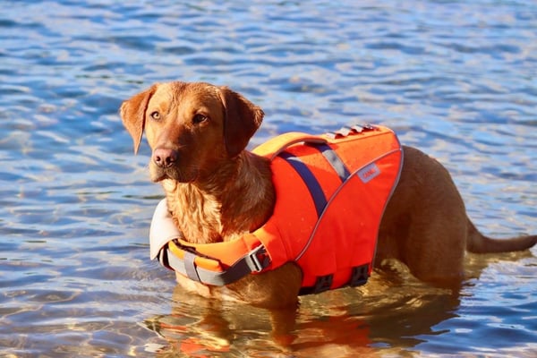 Active Canis Redningsvest for hunder, M <15 kg