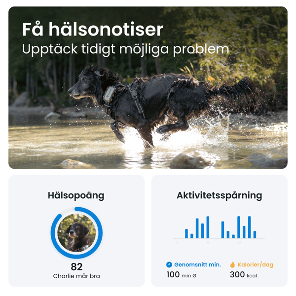 Tractive Tractive GPS DOG XL - Adventure Edition- Abonnement i app
