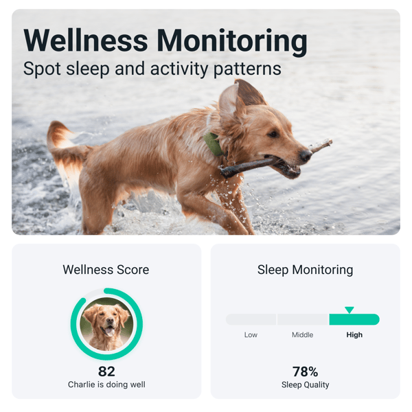 Tractive GPS DOG XL - Green- Abonnement i app