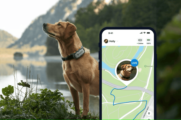 Tractive Tractive GPS DOG XL - Adventure Edition- Abonnement i app