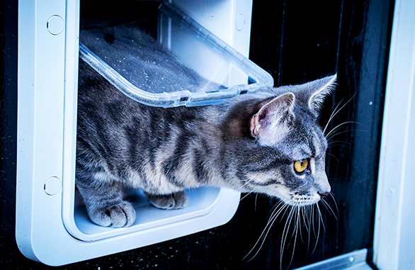 Sureflap Kæledyrsdør XL til microchip BRUN, til kat eller lille hund