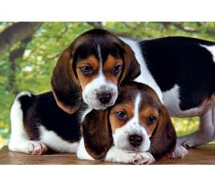 Clementoni High Quality Collection - Close Together - puslespill - 500 deler