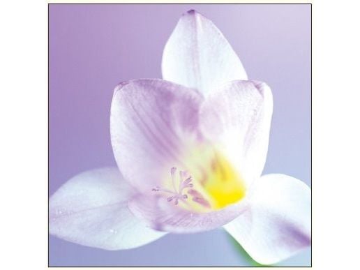 DAVINCI Kort Vit blomst DaVinci 16x16 cm + konvolutt (B2W 202 002)