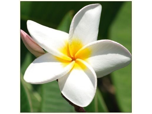 DA VINCI gratulasjonskort Kwiat Plumeria 16x16 cm + konvolutt (B2W 202 001)