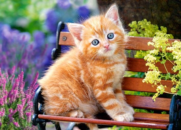 Castorland Ginger Kitten 180 pcs, 180 stykker, Fauna, 7 år