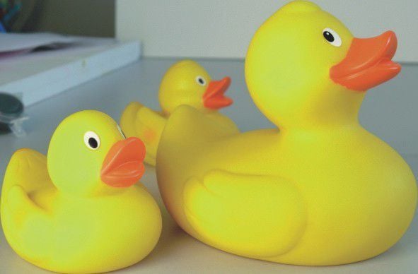 En familie med andunger badet i leker