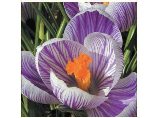 DA VINCI Carnet Kwiat Crocus DaVinci + kupari ( B2W 202 005)