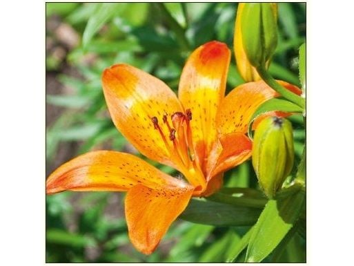DA VINCI DaVinci Lilja Blomma Kort 16x16 cm + kuvert (B2W 202 007)