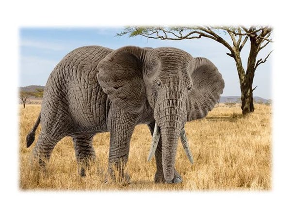Schleich African elephant female