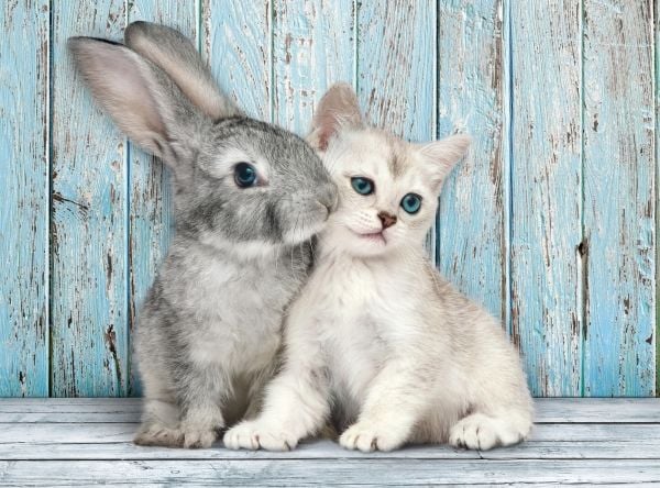 Clementoni High Quality Collection - Cat & Bunny - puslespill - 500 deler