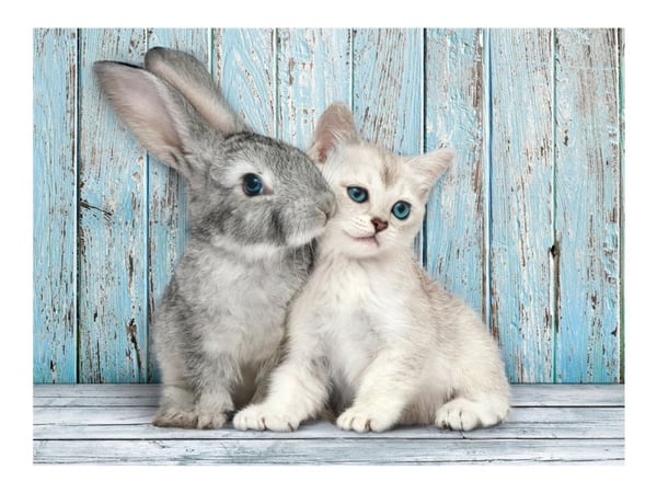 Clementoni High Quality Collection - Cat & Bunny - puslespill - 500 deler