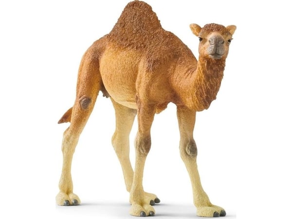 Schleich Dromedary