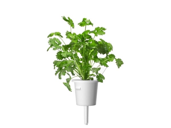 Click & Grow Cilantro/Coriander, Syötävä kasvi, Korianteri, Täyttöpakkaus, Kasvaa nopeasti (3–5 viikkoa), 7 - 14 päivää, 1 - 2 kuukautta