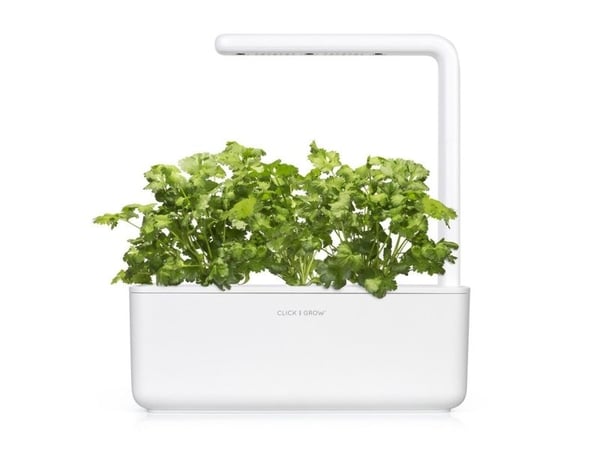 Click & Grow Cilantro/Coriander, Syötävä kasvi, Korianteri, Täyttöpakkaus, Kasvaa nopeasti (3–5 viikkoa), 7 - 14 päivää, 1 - 2 kuukautta