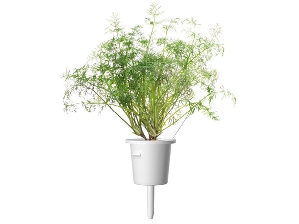 Click & Grow SGR49x3, Syötävä kasvi, Tilli, Täyttöpakkaus, Kasvaa nopeasti (3–5 viikkoa), 7 - 14 päivää, 1 - 2 kuukautta