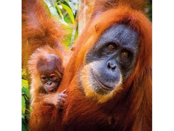 Firkantet kort med konvolutt Sumatran orangutang og Ba