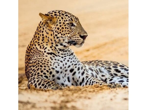 Fyrkantigt kort med kuvert Leopard i sand