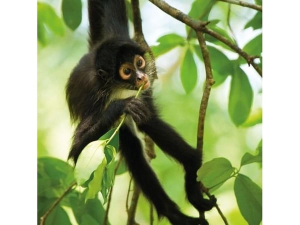 Firkantet kort med konvolutt Spider Monkey
