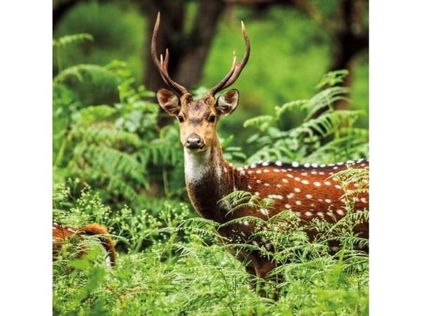 Kvadratiskt kort med kuvert A Chital Deer