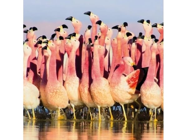 Firkantet kort med konvolutt Andean Flamingoes