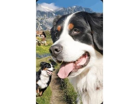 Worth Keeping Mini vykort 3D – Bernerskies hund (Berneski Pies Pasterski)