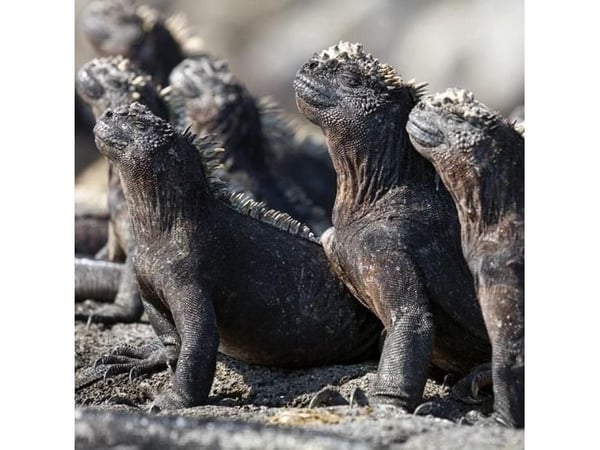 Firkantet kort med konvolutt Marine Iguanas