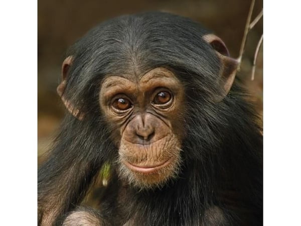 Firkantet kort med konvolutt Baby Chimp