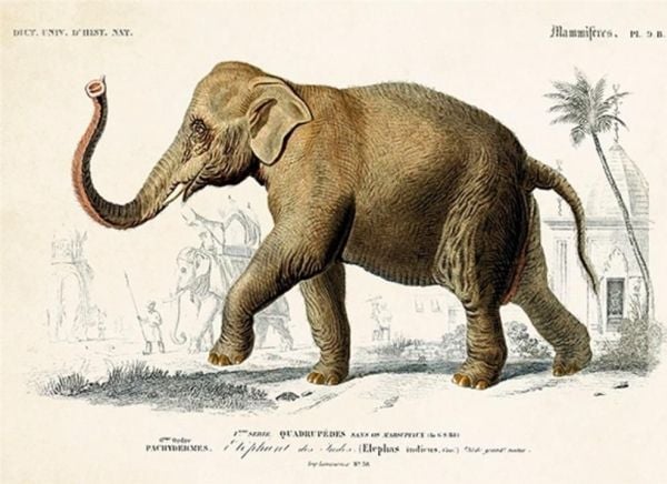 Skona Ting kort ST337 B6 + konvolutt elefant