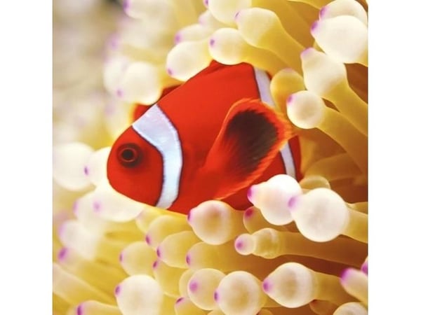 Kort i firkantet format med konvolutt – Klownefisk i sjøanemone