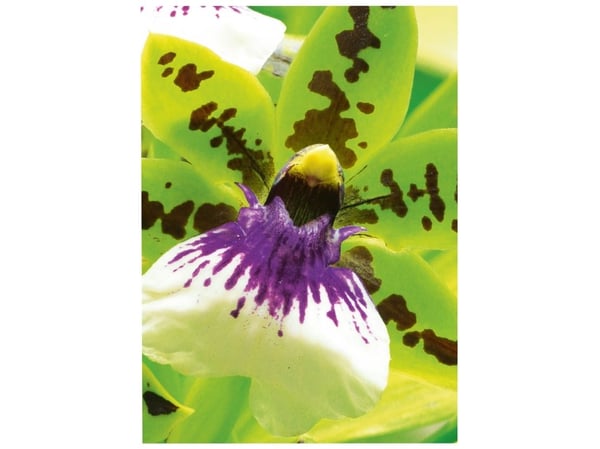 Avery Zweckform Premium Inkjet A4 250g - A4 - Satin Matt (2559-20)