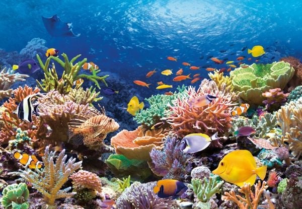 Castorland Coral Reef Fishes 1000 stk Jigsaw puslespill 1000 stk(er) Flora &amp; fauna