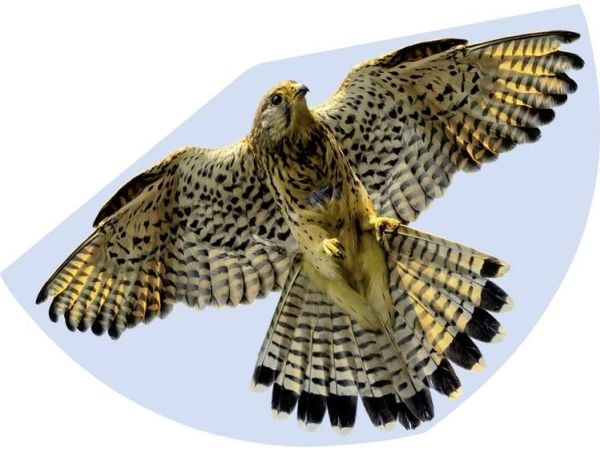 Günther Flugspiele Yhden siiman leija FALKE Span pituus 920 mm Tuulen voimakkuus Fitness 3 - 6 bft Günther Flugspiele Yhden siiman leija FALKE Span pituus 920 mm Tuulen voimakkuus Fitness 3 - 6 bft