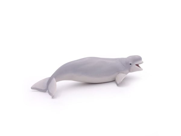 PAPO Beluga