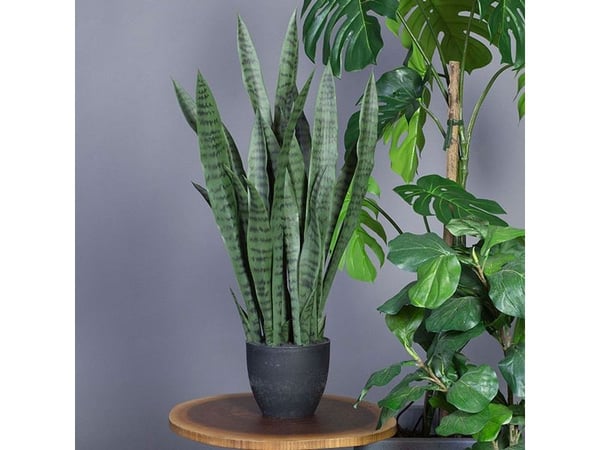 Svigermors tunge, kunstig plante