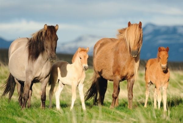 Schmidt Spiele Puzzle 200 Horses - familiebilde G3