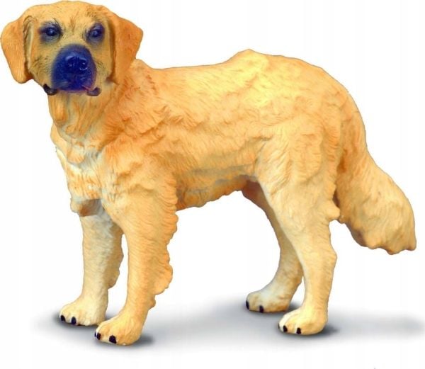 GOLDEN RETRIEVER DOG (M)