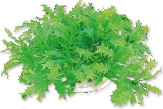 Happet HAPPET PLANTEFOLIE 10CM / 1F22
