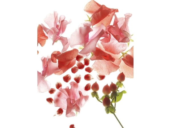 Bvlgari Omnia Coral Edt Spray 65 ml woman