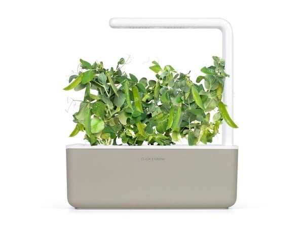 Click & Grow SGR54x3, Syötävä kasvi, Täyttöpakkaus, Kasvaa nopeasti (3–5 viikkoa), 7 - 14 päivää, 2 kuukautta, 18 - 24 °C