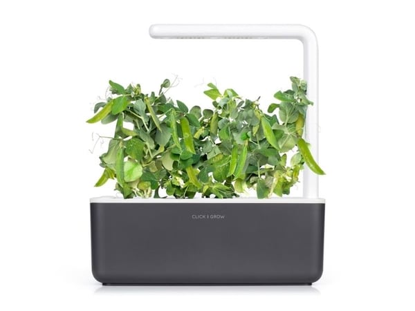 Click & Grow SGR54x3, Syötävä kasvi, Täyttöpakkaus, Kasvaa nopeasti (3–5 viikkoa), 7 - 14 päivää, 2 kuukautta, 18 - 24 °C