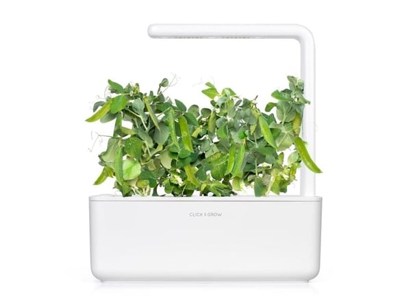 Click & Grow SGR54x3, Syötävä kasvi, Täyttöpakkaus, Kasvaa nopeasti (3–5 viikkoa), 7 - 14 päivää, 2 kuukautta, 18 - 24 °C